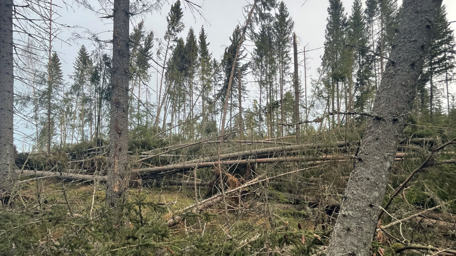 La motor­saga&nbsp;stå!