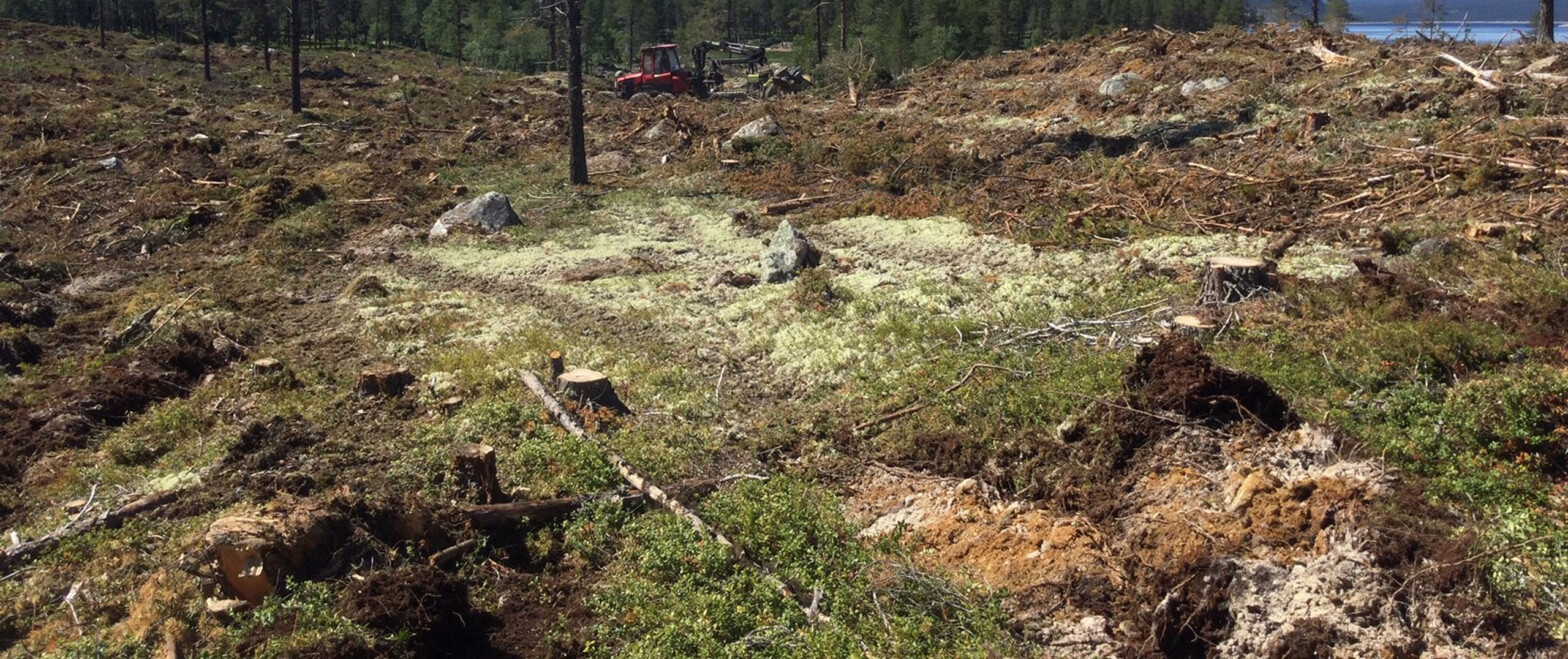 Nettkurs i&nbsp;mark­be­red­ning – Skogskolen