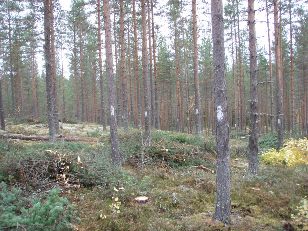 Bilde av ferdig stammekvisting av furu. kvistene ligger i hauger på bakken,